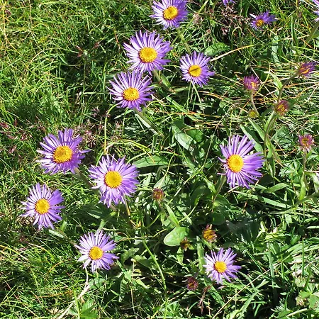 Bed & Breakfast Boscotenso