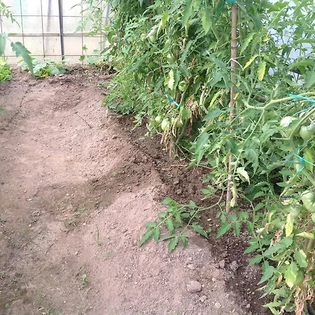 Bed & Breakfast Boscotenso 3*